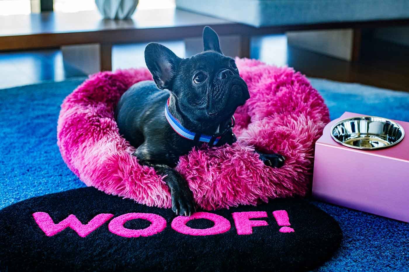 マリオットの系列ホテルで愛犬と ステイケーション 東京 大阪の3施設で特別プランを展開 わんクォール