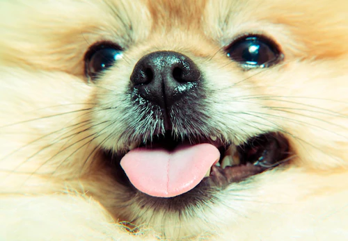 Wojpcwmngyzuwm Wojpcwmngyzuwm