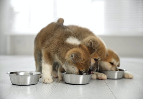 犬は白菜を食べても大丈夫 生や芯への注意点や健康面のメリット 適量などを解説 獣医師監修 わんクォール