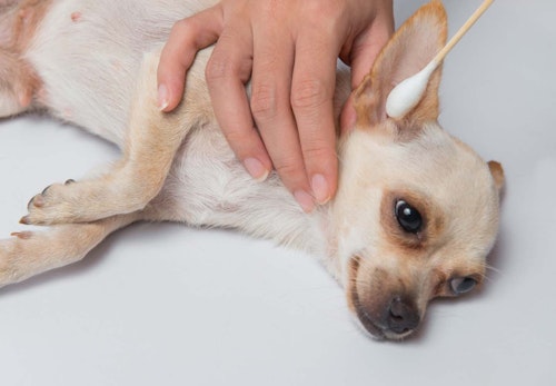 実は逆効果 犬のお手入れのng行動4選 獣医師監修 わんクォール 実は逆効果 犬のお手入れのng行動4選 獣医師監修 わんクォール