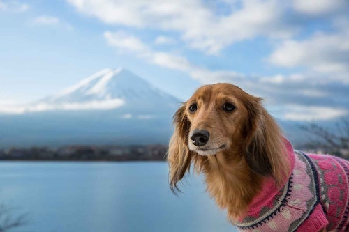 【山中湖】富士マリオットホテル山中湖にドッグフレンドリールームがオープン！期間限定記念プランも