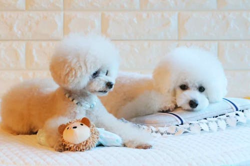 古着を活用 愛犬用あごまくらを超簡単に手作り ひんやり 飼い主の匂いつきで快適 わんクォール