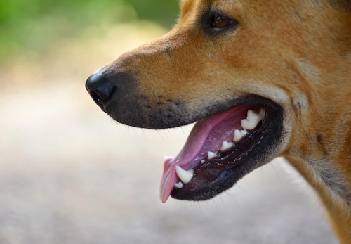 犬の過呼吸とは？原因と対処法、予防のポイントなどを解説【獣医師監修】
