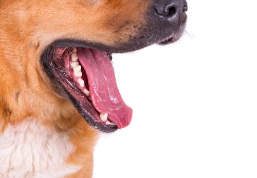 犬の歯茎が黒い理由は 考えられる病気と口内チェックのポイント 病院に行くタイミングについて解説 獣医師監修 わんクォール 犬の歯茎が黒い理由は 考えられる病気と口内チェックのポイント 病院に行くタイミングについて解説 獣医師監修 わんクォール
