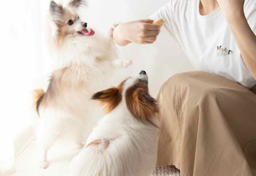 愛犬用せんべいアイスサンド　食欲旺盛な犬