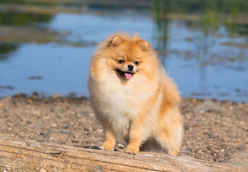 ポメラニアンの適正体重は何kg 体重チェックや管理方法 月齢別の推移について解説 獣医師監修 わんクォール ポメラニアンの適正体重は何kg 体重チェックや管理方法 月齢別の推移について解説 獣医師監修 わんクォール