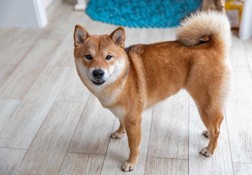 柴犬の適正体重は何kg 月齢ごとの推移と正しいダイエット法 体重管理のポイントを解説 獣医師監修 わんクォール 柴犬の適正体重は何kg 月齢ごとの推移と正しいダイエット法 体重管理のポイントを解説 獣医師監修 わんクォール
