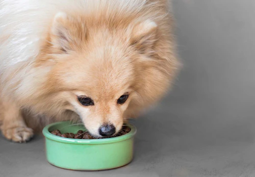 ポメラニアンの適正体重は何kg 体重チェックや管理方法 月齢別の推移について解説 獣医師監修 わんクォール ポメラニアンの適正体重は何kg 体重チェックや管理方法 月齢別の推移について解説 獣医師監修 わんクォール