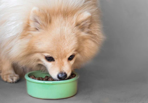 ポメラニアンの適正体重は何kg 体重チェックや管理方法 月齢別の推移について解説 獣医師監修 わんクォール