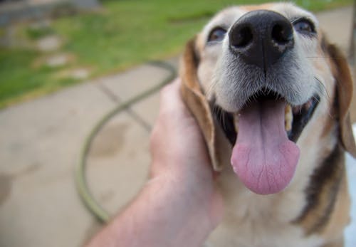 犬の過呼吸とは 原因と対処法 予防のポイントなどを解説 獣医師監修 わんクォール 犬の過呼吸とは 原因と対処法 予防のポイントなどを解説 獣医師監修 わんクォール