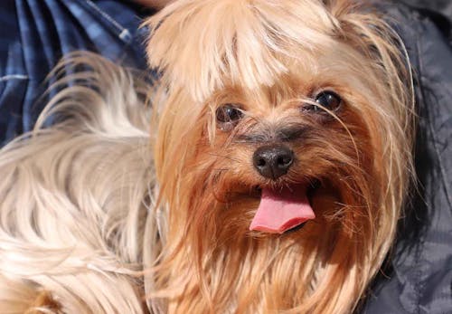 犬の過呼吸とは 原因と対処法 予防のポイントなどを解説 獣医師監修 わんクォール 犬の過呼吸とは 原因と対処法 予防のポイントなどを解説 獣医師監修 わんクォール