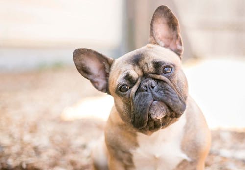 犬が首をかしげる理由は かわいい表情に隠された4つの秘密を解説 獣医師監修 わんクォール 犬が首をかしげる理由は かわいい表情に隠された4つの秘密を解説 獣医師監修 わんクォール