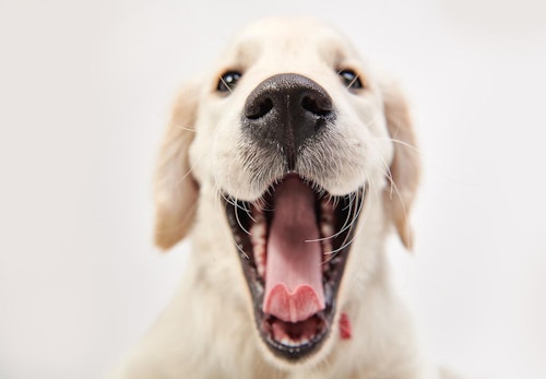 犬の歯茎が黒い理由は 考えられる病気と口内チェックのポイント 病院に行くタイミングについて解説 獣医師監修 わんクォール 犬の歯茎が黒い理由は 考えられる病気と口内チェックのポイント 病院に行くタイミングについて解説 獣医師監修 わんクォール