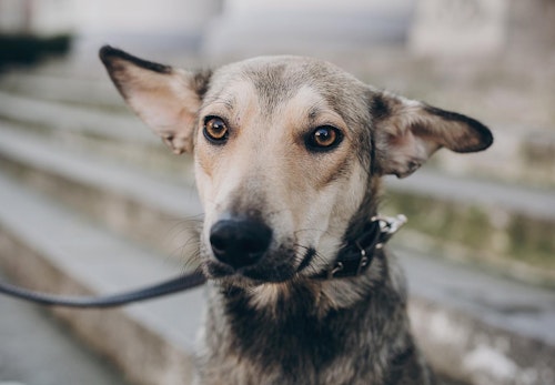 犬の緑内障の症状とは 原因と治療法 予防のポイントなどを解説 獣医師監修 わんクォール 犬の緑内障の症状とは 原因と治療法 予防のポイントなどを解説 獣医師監修 わんクォール