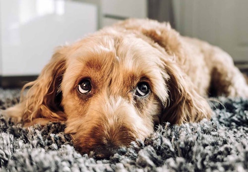 犬の緑内障の症状とは 原因と治療法 予防のポイントなどを解説 獣医師監修 わんクォール 犬の緑内障の症状とは 原因と治療法 予防のポイントなどを解説 獣医師監修 わんクォール