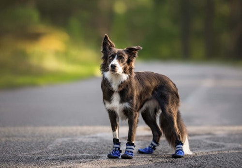 災害時のケガ予防にも 犬に靴を履かせるメリット5選 獣医師監修 わんクォール 災害時のケガ予防にも 犬に靴を履かせるメリット5選 獣医師監修 わんクォール