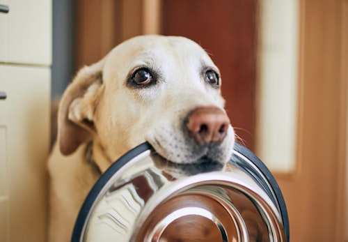 犬に白米 お米 を食べさせても大丈夫 メリットや与える際の注意点を解説 獣医師監修 わんクォール 犬に白米 お米 を食べさせても大丈夫 メリットや与える際の注意点を解説 獣医師監修 わんクォール
