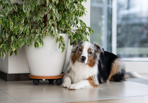 犬がトイレを我慢してしまう理由4選 我慢するリスクと対処法も紹介 獣医師監修 わんクォール
