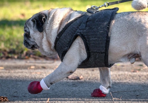 靴を履いて散歩する犬