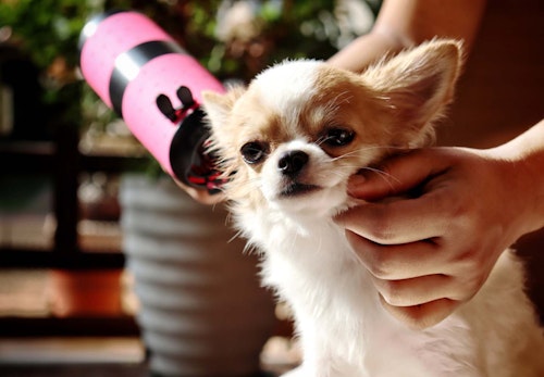 実は逆効果 犬のお手入れのng行動4選 獣医師監修 わんクォール 実は逆効果 犬のお手入れのng行動4選 獣医師監修 わんクォール