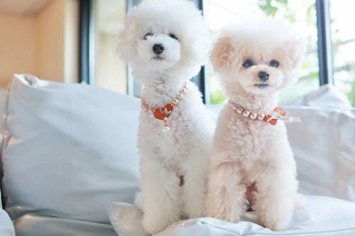 緊急時に役立つ 愛犬の迷子札を100均のレジンで超簡単に可愛く手作り 万が一のために常に備えておこう わんクォール 緊急時に役立つ 愛犬の迷子札を100均のレジンで超簡単に可愛く手作り 万が一のために常に備えておこう わんクォール