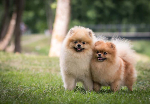 ポメラニアンの適正体重は何kg 体重チェックや管理方法 月齢別の推移について解説 獣医師監修 わんクォール ポメラニアンの適正体重は何kg 体重チェックや管理方法 月齢別の推移について解説 獣医師監修 わんクォール