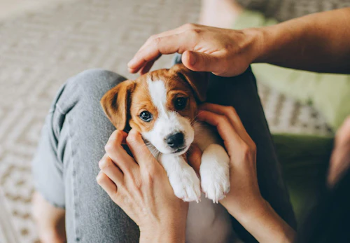 何気ない行動が愛犬のストレスに 犬の寿命を縮めるng習慣5選 獣医師監修 わんクォール 何気ない行動が愛犬のストレスに 犬の寿命を縮めるng習慣5選 獣医師監修 わんクォール