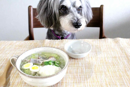 高齢犬にもオススメ 愛犬用アジのとろろ蕎麦レシピ 温度変化が激しい時期は胃腸の調子を整えてあげよう わんクォール 高齢犬にもオススメ 愛犬用アジのとろろ蕎麦レシピ 温度変化が激しい時期は胃腸の調子を整えてあげよう わんクォール