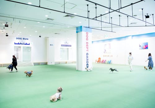 雨でも猛暑でも愛犬と遊べる 関東圏の室内ドッグラン10選 編集部セレクト わんクォール 雨でも猛暑でも愛犬と遊べる 関東圏の室内ドッグラン10選 編集部セレクト わんクォール