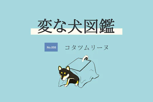 変な犬図鑑no 008 コタツムリーヌ こたつに入るのが好きな犬を獣医師が解説 わんクォール