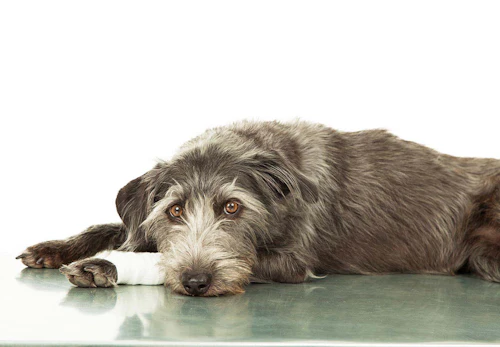 犬にかさぶたができる原因は 考えられる病気と病院へ行くべき症状を解説 獣医師監修 わんクォール 犬にかさぶたができる原因は 考えられる病気と病院へ行くべき症状を解説 獣医師監修 わんクォール