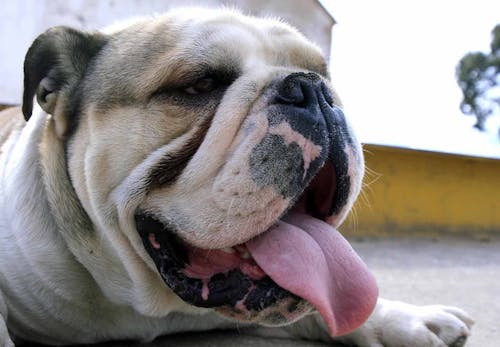 犬の過呼吸とは 原因と対処法 予防のポイントなどを解説 獣医師監修 わんクォール 犬の過呼吸とは 原因と対処法 予防のポイントなどを解説 獣医師監修 わんクォール