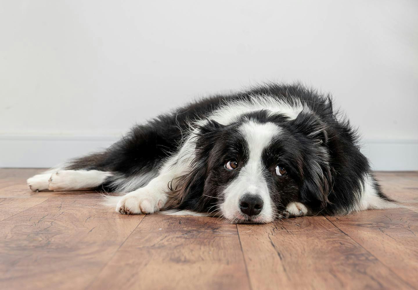 犬は空腹時に白い泡を吐く 原因と危険な症状 病院に行くタイミングについて解説 獣医師監修 わんクォール