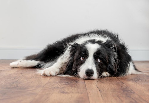 犬の吐血の原因は 考えられる病気と正しい対処法について解説 獣医師監修 わんクォール 犬の吐血の原因は 考えられる病気と正しい対処法について解説 獣医師監修 わんクォール