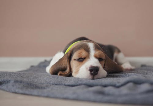 犬の吐血の原因は 考えられる病気と正しい対処法について解説 獣医師監修 わんクォール