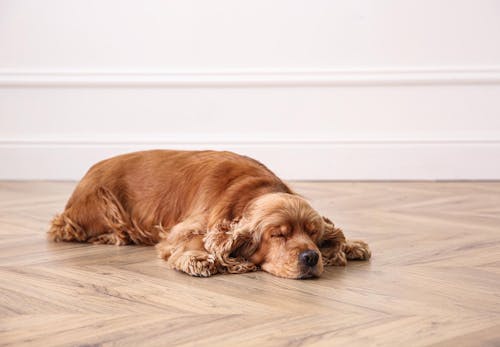 犬の吐血の原因は 考えられる病気と正しい対処法について解説 獣医師監修 わんクォール