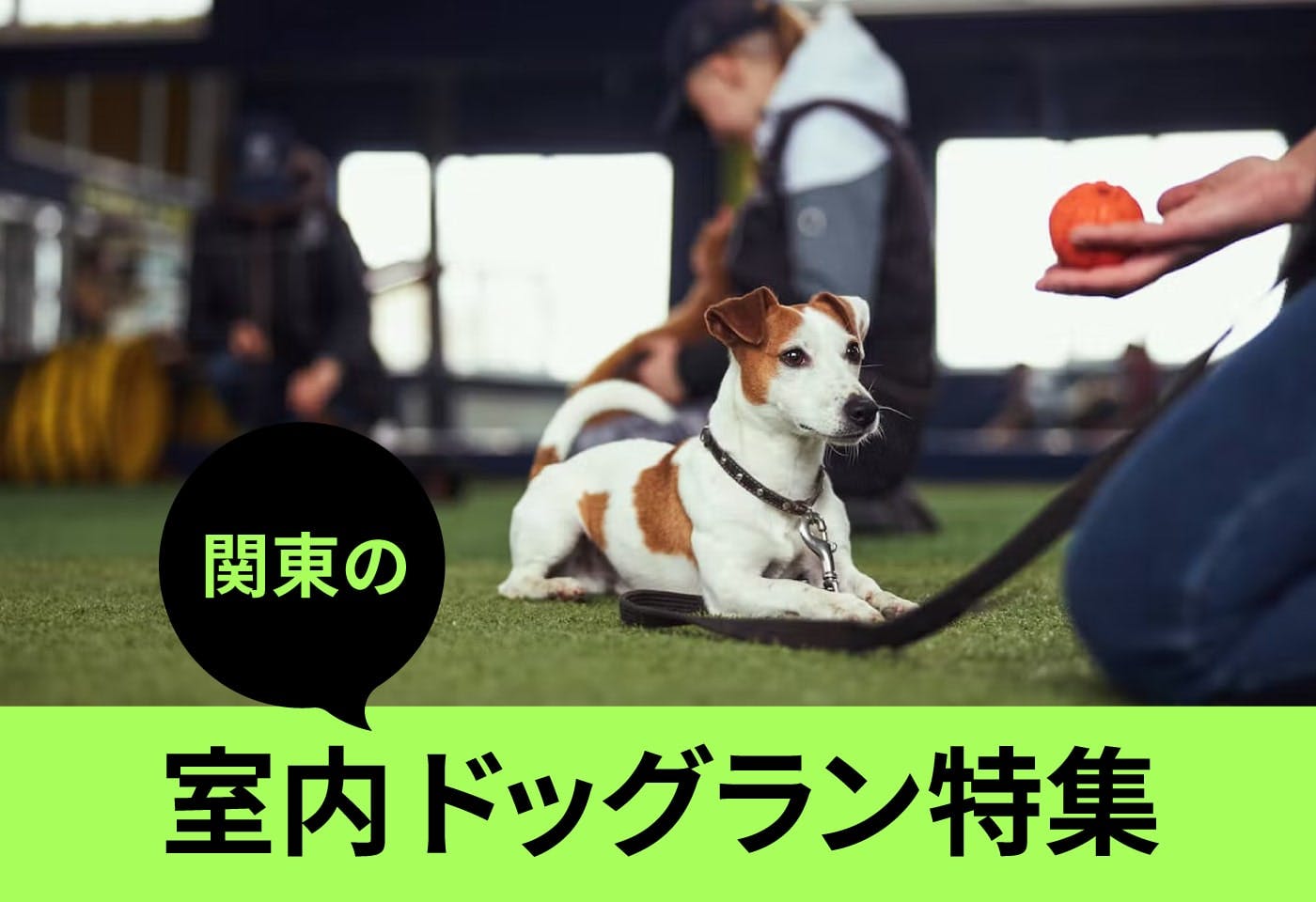 【2023年版】雨でも愛犬と遊べる！関東圏の室内ドッグラン7選！施設選びのポイントも紹介【編集部セレクト】