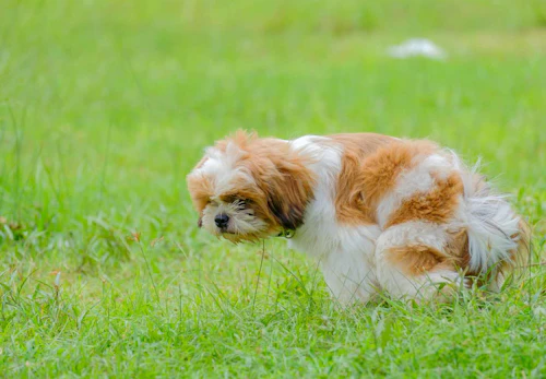 犬のうんち後の謎行動は トイレハイ かも その理由とは 獣医師監修 わんクォール 犬のうんち後の謎行動は トイレハイ かも その理由とは 獣医師監修 わんクォール