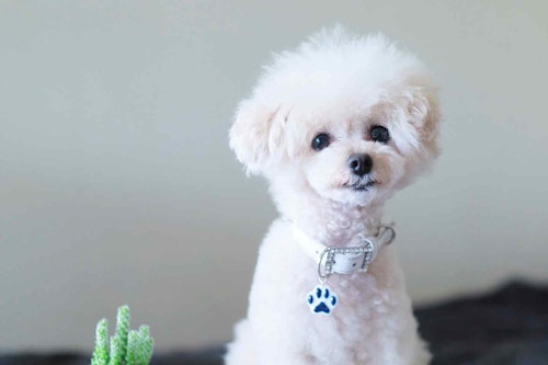 緊急時に役立つ 愛犬の迷子札を100均のレジンで超簡単に可愛く手作り 万が一のために常に備えておこう わんクォール 緊急時に役立つ 愛犬の迷子札を100均のレジンで超簡単に可愛く手作り 万が一のために常に備えておこう わんクォール