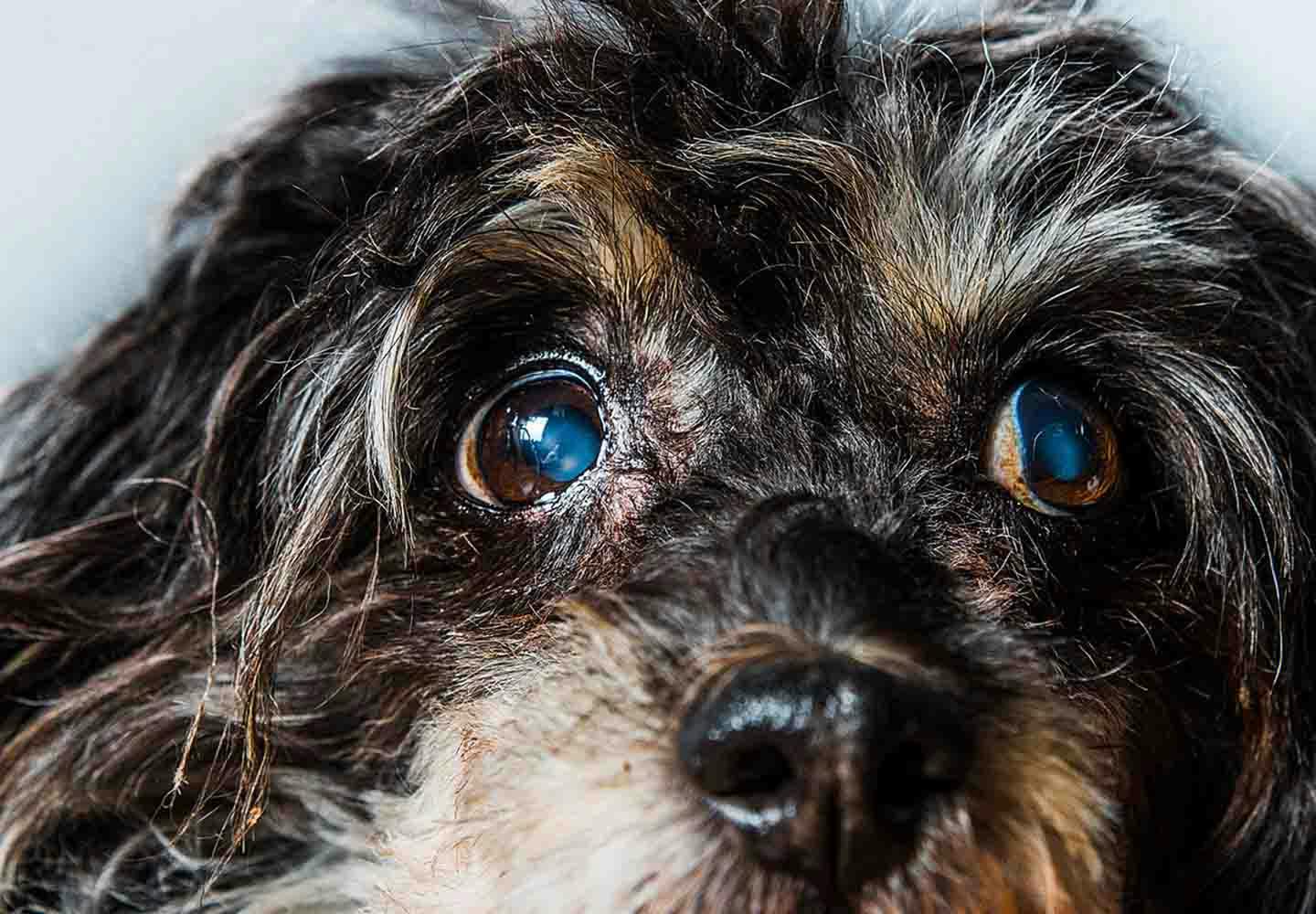 犬の緑内障の症状とは 原因と治療法 予防のポイントなどを解説 獣医師監修 わんクォール