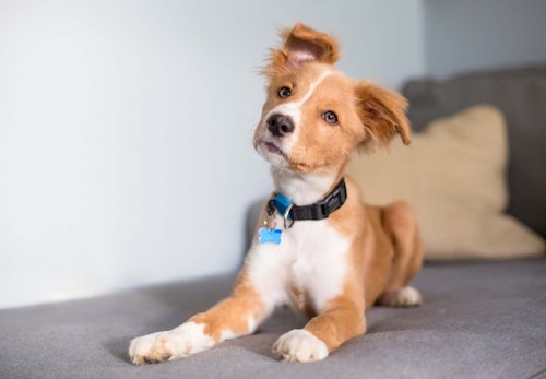 犬が首をかしげる理由は かわいい表情に隠された4つの秘密を解説 獣医師監修 わんクォール 犬が首をかしげる理由は かわいい表情に隠された4つの秘密を解説 獣医師監修 わんクォール