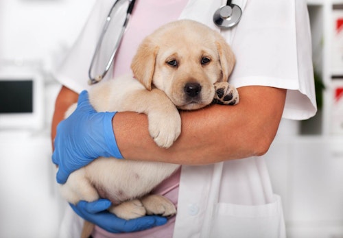 犬は小松菜を食べても大丈夫 栄養素や与える際の注意点について解説 獣医師監修 わんクォール