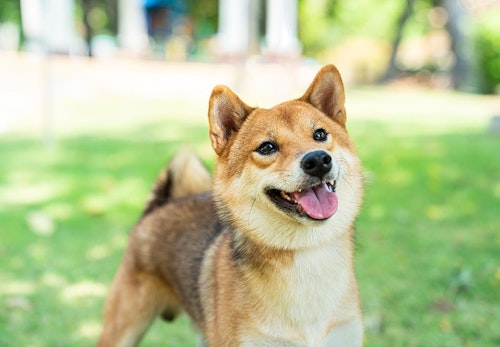 柴犬の適正体重は何kg 月齢ごとの推移と正しいダイエット法 体重管理のポイントを解説 獣医師監修 わんクォール 柴犬の適正体重は何kg 月齢ごとの推移と正しいダイエット法 体重管理のポイントを解説 獣医師監修 わんクォール