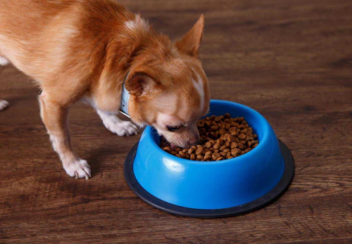 チワワの適正体重は何kg 月齢ごとの推移と正しいダイエット法 体重管理のポイントを解説 獣医師監修 わんクォール チワワの適正体重は何kg 月齢ごとの推移と正しいダイエット法 体重管理のポイントを解説 獣医師監修 わんクォール