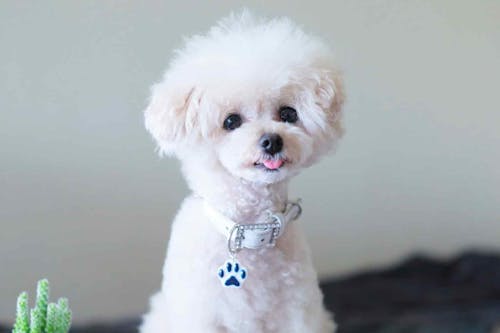 緊急時に役立つ 愛犬の迷子札を100均のレジンで超簡単に可愛く手作り 万が一のために常に備えておこう わんクォール 緊急時に役立つ 愛犬の迷子札を100均のレジンで超簡単に可愛く手作り 万が一のために常に備えておこう わんクォール