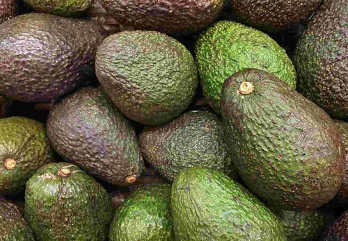 犬にアボカドを食べさせてはダメ 誤食したときの対処法や危険な理由について解説 獣医師監修 わんクォール 犬にアボカドを食べさせてはダメ 誤食したときの対処法や危険な理由について解説 獣医師監修 わんクォール