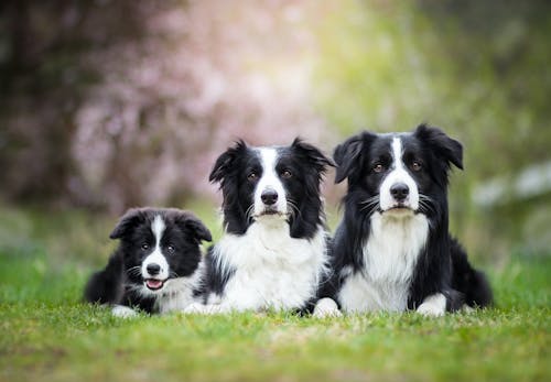 ボーダー コリーはどんな犬 性格や特徴 飼い方のコツやかかりやすい病気などについて解説 獣医師監修 わんクォール