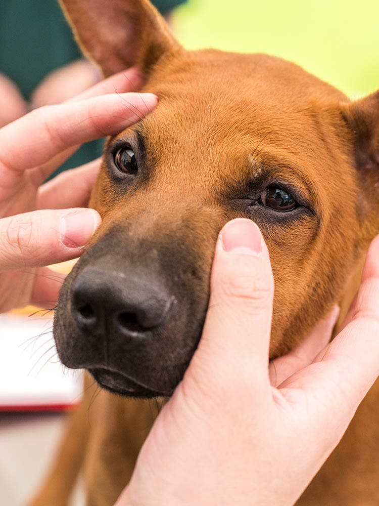 犬が噛む理由って 3つのシチュエーション別に噛みグセの対処法を解説 わんクォール