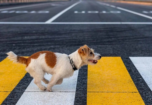 道路に飛び出す犬