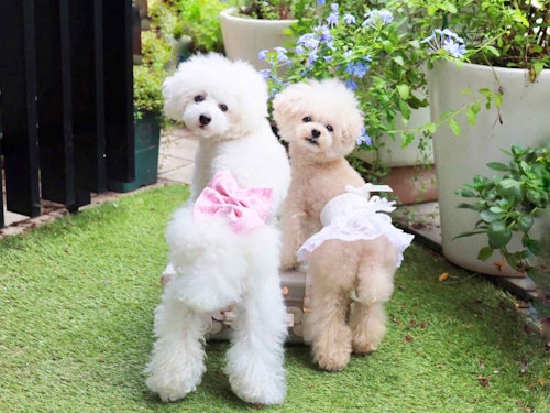 型紙 ミシン不要 愛犬のマナーパンツを簡単に手作り オス メス使える作り方で外出時にも大活躍 わんクォール 型紙 ミシン不要 愛犬のマナーパンツを簡単に手作り オス メス使える作り方で外出時にも大活躍 わんクォール